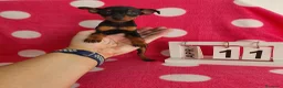 Pinscher Miniatura perros en venta: Pinscher miniatura  - Anuncio 3