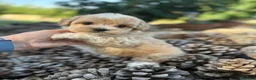 Maltipoo perros en venta: Maltipoo  - Anuncio 2