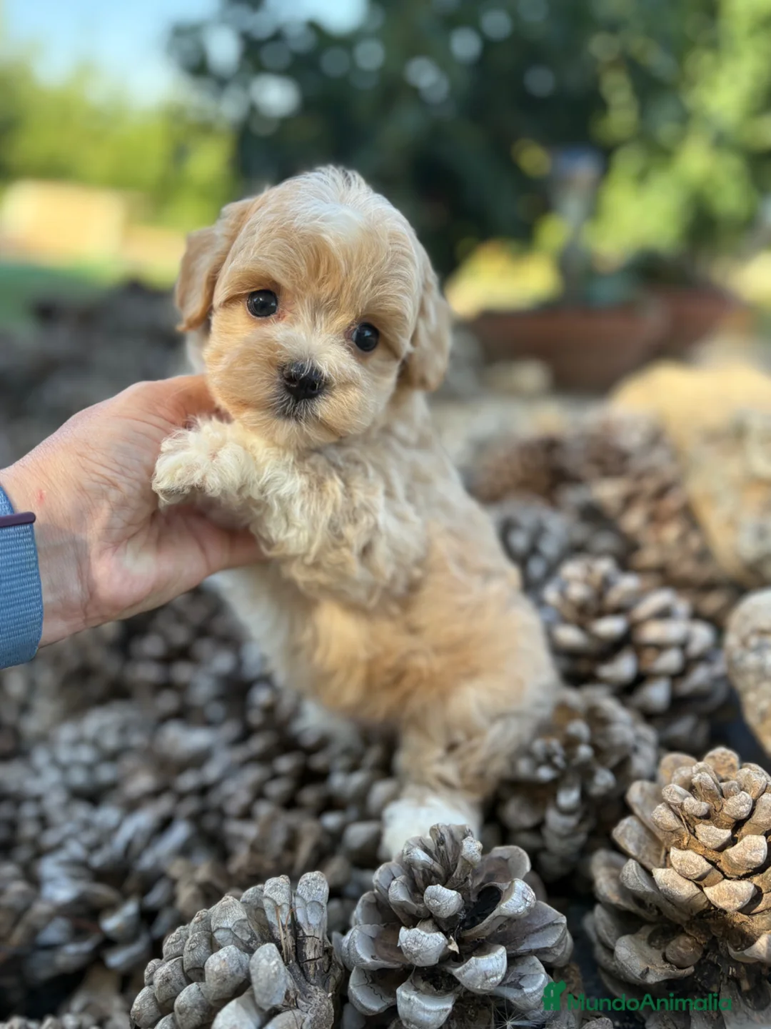 Maltipoo perros en venta: Maltipoo  - Anuncio 2