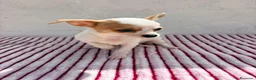 Chihuahua perros en venta: Hembra Chihuahua toy  - Anuncio 11