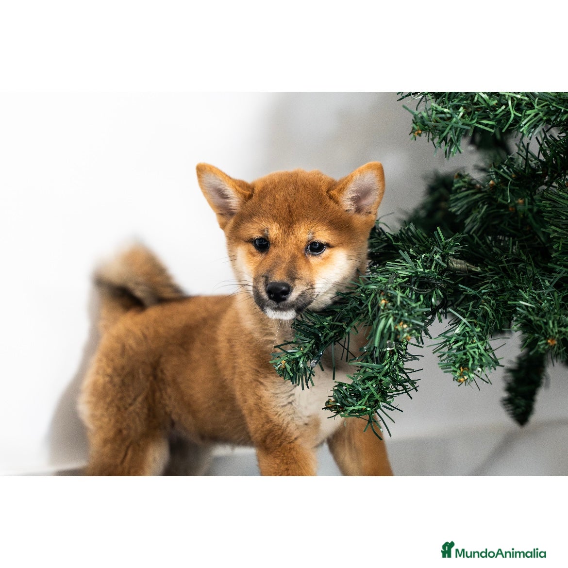 Shiba Inu perros Cachorras de Shiba Inu ❤️ - Anuncio 1