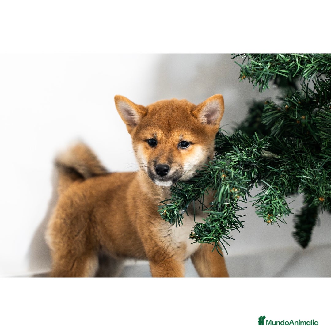 Shiba Inu perros en venta: Cachorras de Shiba Inu ❤️ - Anuncio 1