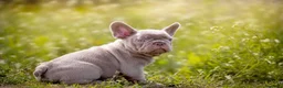 Bulldog Francés perros en venta: BULLDOG FRANCES EXOTICOS - BARCELONA  - Anuncio 12