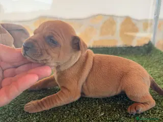 Pinscher Miniatura perros mini pinscher - Anuncio 4