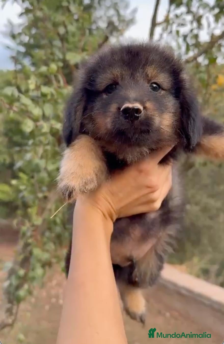 Raza Mixta perros Cachorros de Teckel y Shiba Inu - Anuncio 1