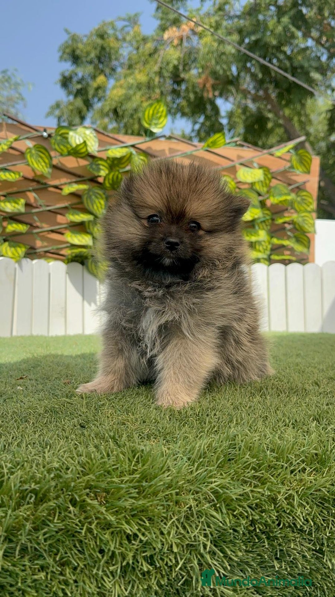 Pomerania perros en venta: POMERANIA MACHO - Imagen 4