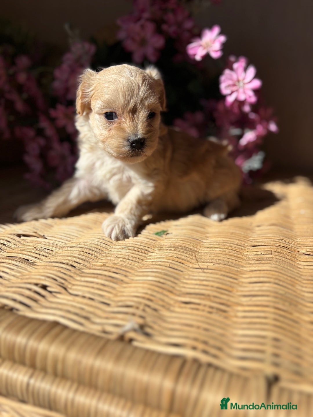 Maltipoo perros en venta: Maltipoo hembra Toy  - Imagen 1
