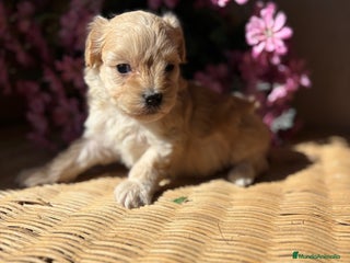 Maltipoo perros - Anuncio 2
