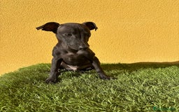 Pequeño Lebrel Italiano perros en venta: Galgo piccolo Lebrel Italilano macho - Imagen 3