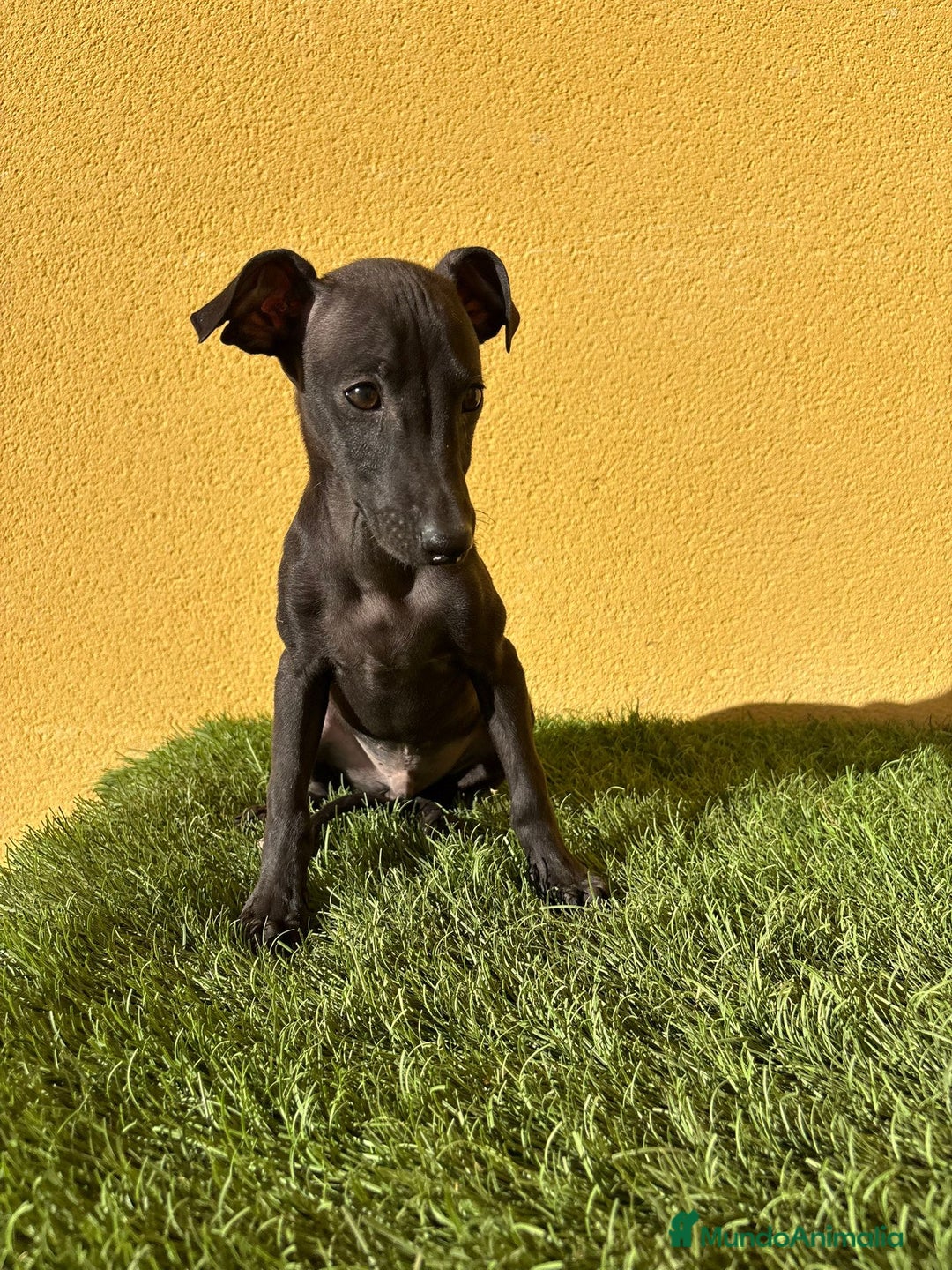 Pequeño Lebrel Italiano perros en venta: Galgo piccolo Lebrel Italilano macho - Imagen 3