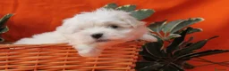 Bichón Maltés perros en venta: PRECIOSOS BICHON MALTES  LINEA TOY   MUY CHATO - Anuncio 18