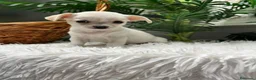 Chihuahua perros en venta: CHIHUAHUA - Anuncio 12