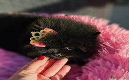 Pomerania perros en venta: Preciosa hembrita negra - Imagen 4