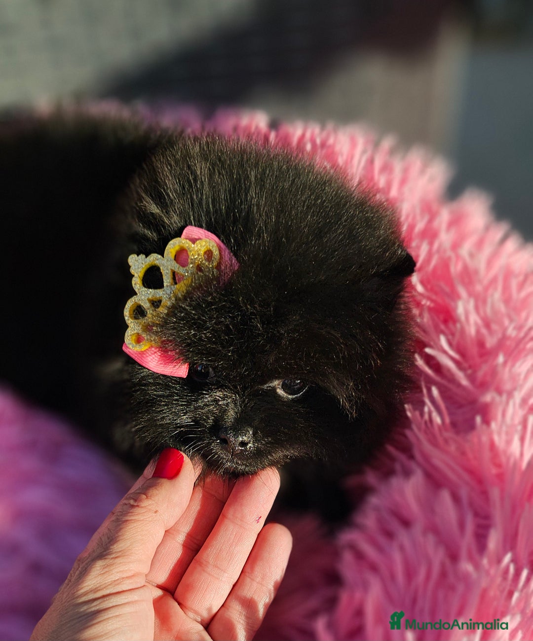 Pomerania perros en venta: Preciosa hembrita negra - Imagen 4
