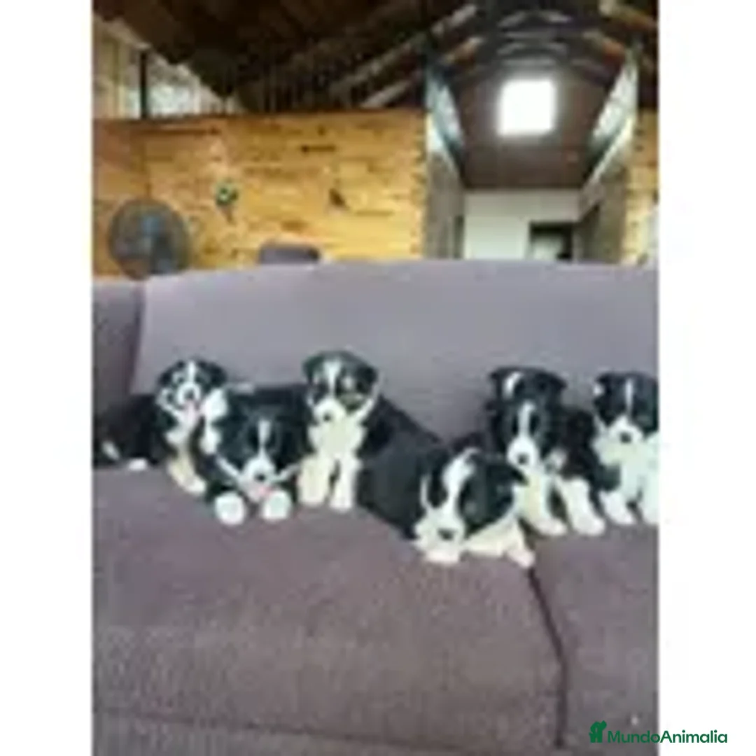 Border Collie perros en venta: Border collie  - Anuncio 3