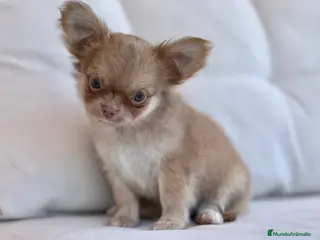 Chihuahua perros MACHITO TRICOLOR LILAC DE PELO LARGO - Anuncio 1