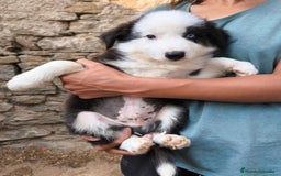 Border Collie perros en venta: Cachorros border collie blanco y negro  - Imagen 1