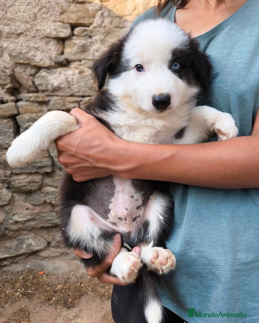 Border Collie perros en venta: Cachorros border collie blanco y negro  - Imagen 1