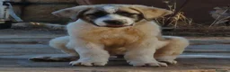 Mastín Español perros en venta: Cachorrones de Mastín Español - Anuncio 2