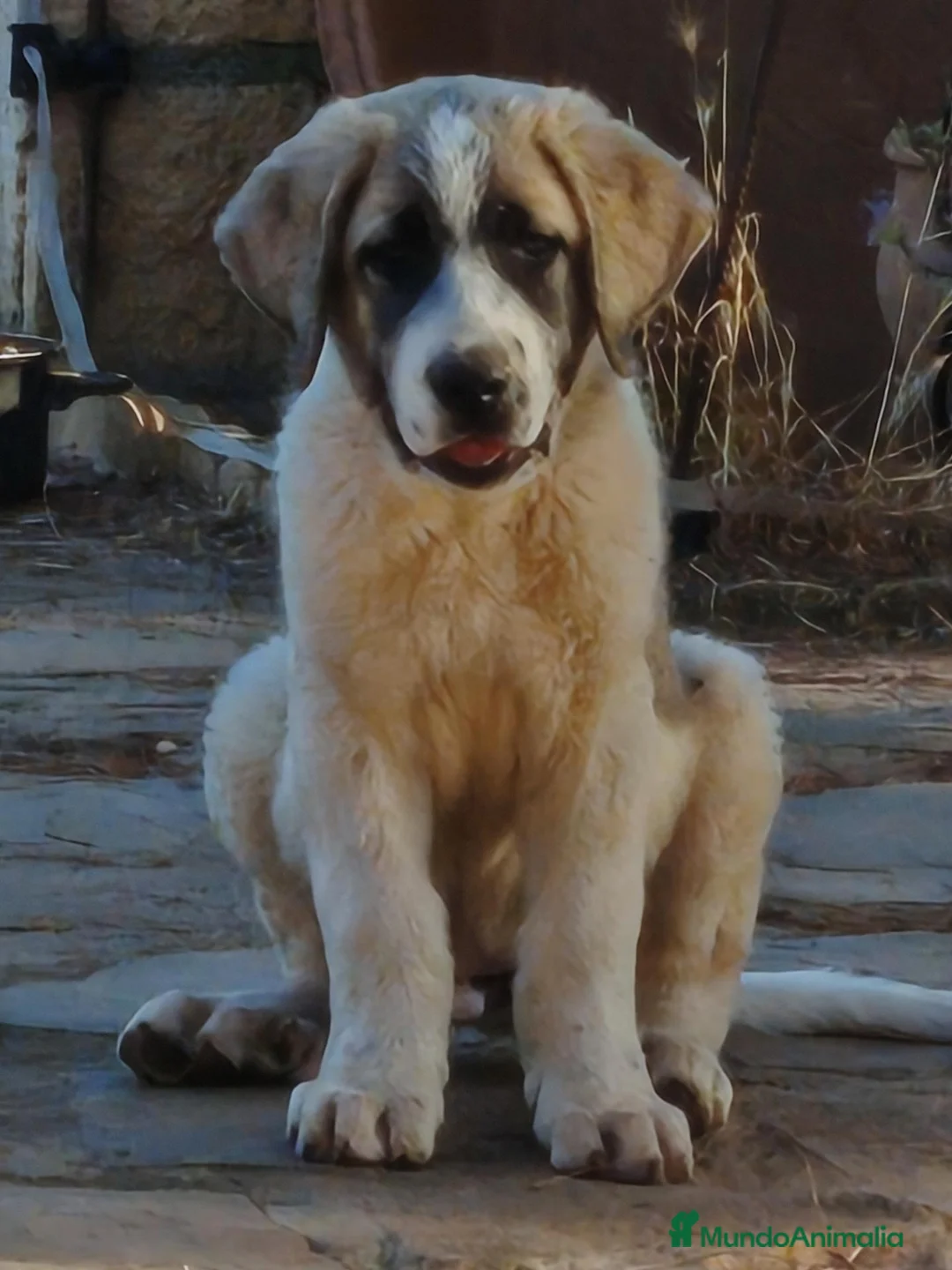 Mastín Español perros en venta: Cachorrones de Mastín Español - Anuncio 2