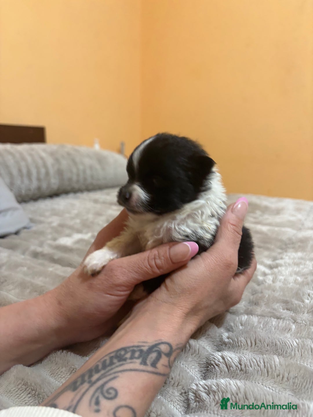 Pomerania perros en venta: Macho Lulu de Pomerania Toy party  - Anuncio 6