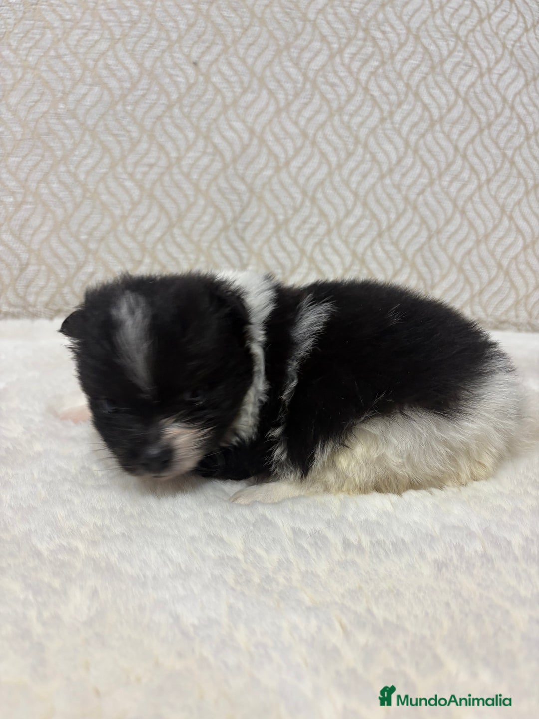 Pomerania perros en venta: Lulu Pomerania Toy macho color party Osito - Anuncio 15