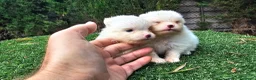 Pomerania perros en venta: Cachorritos Pomerania mini toy - Anuncio 7