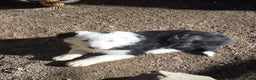 Border Collie perros en venta: Cachorros border collie ojos azules  - Anuncio 1