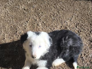 Border Collie perros Cachorros border collie ojos azules - Anuncio 9