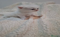 Persa gatos en venta: Gatos persas - Imagen 2