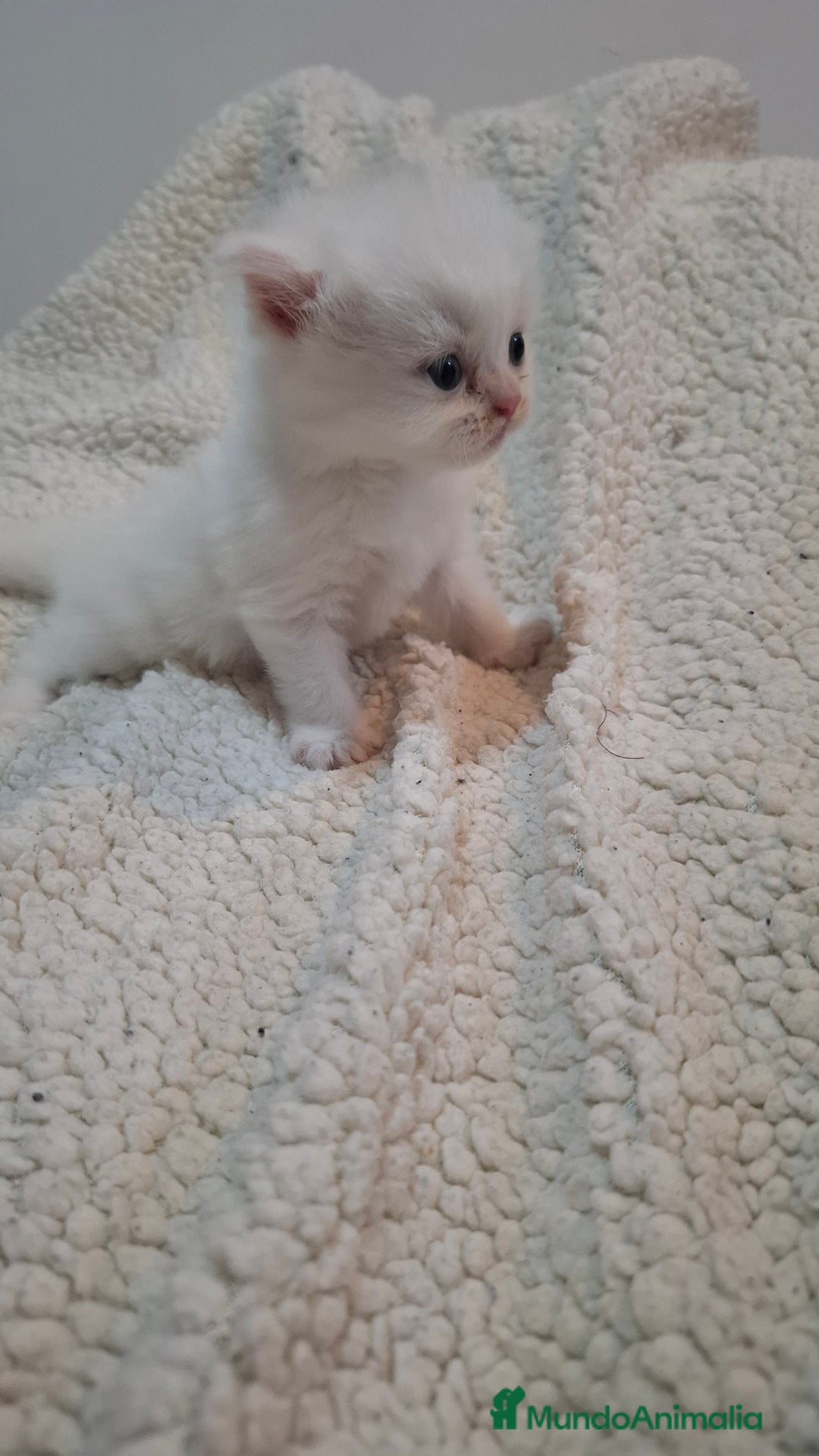 Persa gatos en venta: Gatos persas - Imagen 2