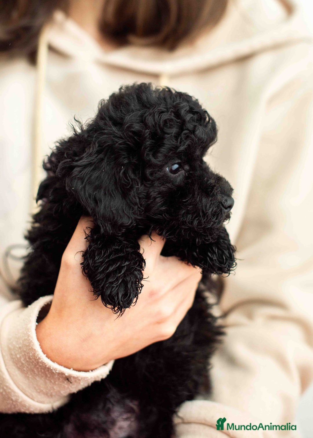 Caniche Toy perros en venta: Caniches negros - Anuncio 17