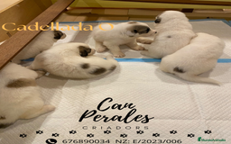 Perro de Montaña de los Pirineos perros en venta: PRECIOSOS CACHORROS DE LOS PIRINEOS - Imagen 12
