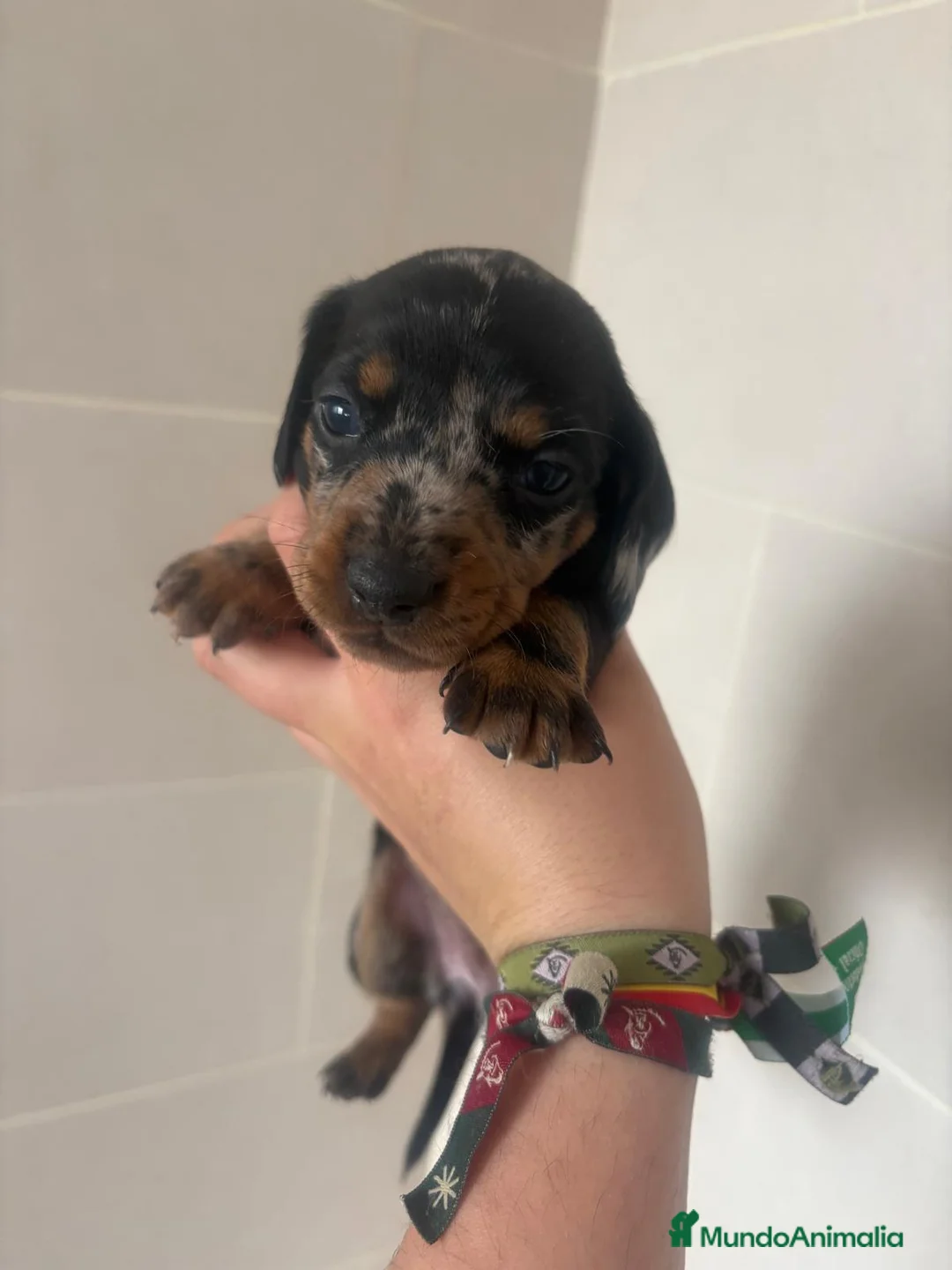 Teckel Miniatura perros en venta: Disponibles teckel colores espectaculares 🐾🐶 - Anuncio 4