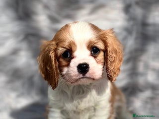 Cavalier King Charles Spaniel perros en Barcelona - Anuncio 10