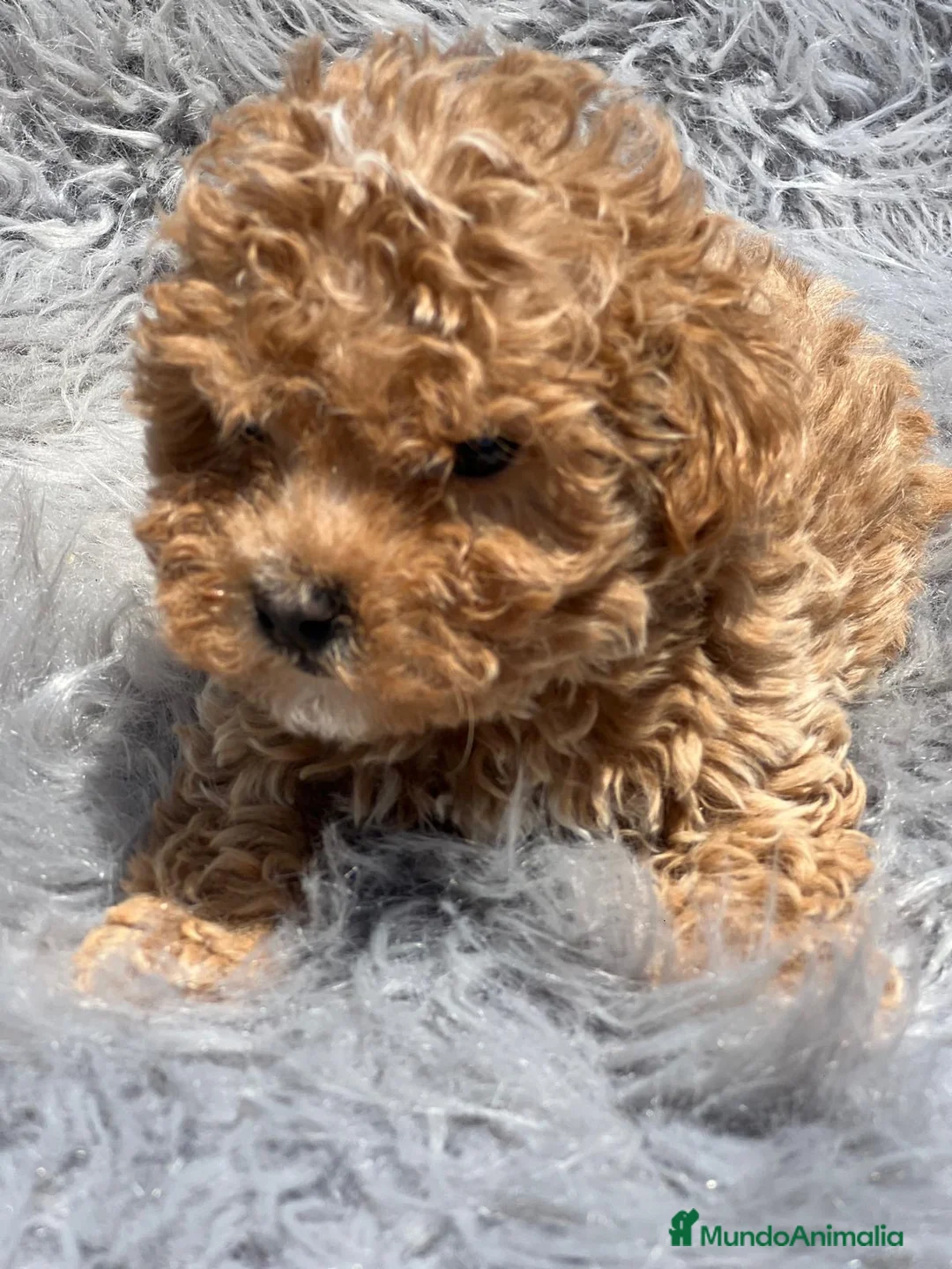 Maltipoo perros en venta: MALTIPOO TOY MUY RIZADITOS - Anuncio 3