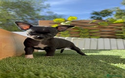 Chihuahua perros en venta: Chihuahua  - Imagen 7
