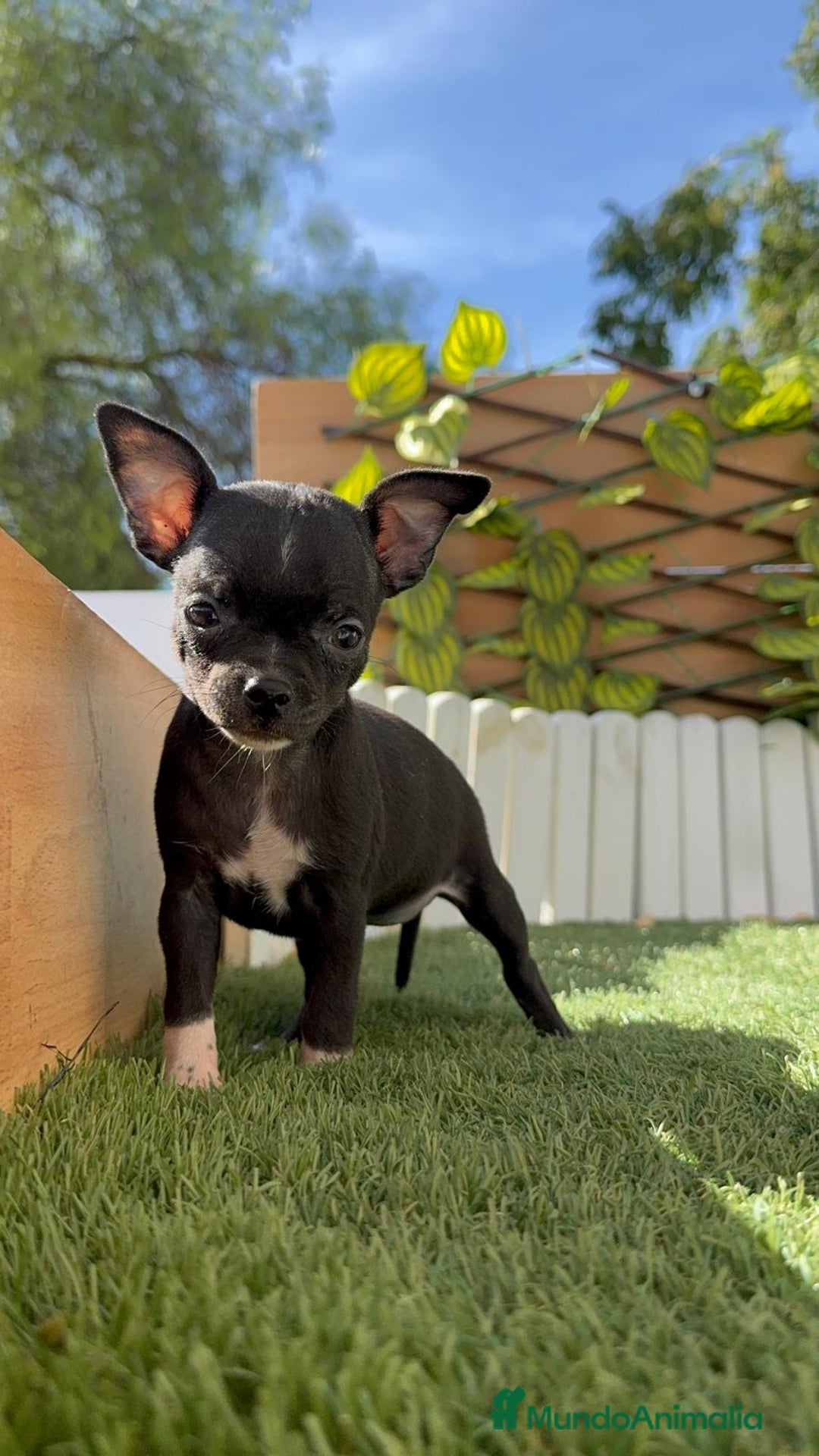 Chihuahua perros en venta: Chihuahua  - Imagen 7