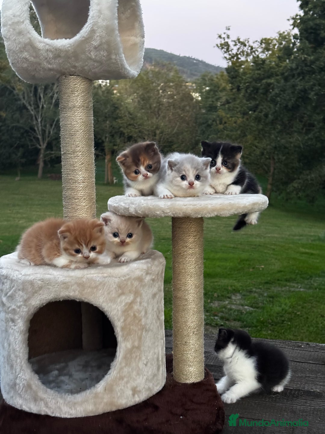 Británico de Pelo Corto gatos en venta: British Shorthair - Anuncio 1