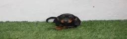 Teckel Miniatura perros en venta: Teckel miniatura  - Anuncio 2