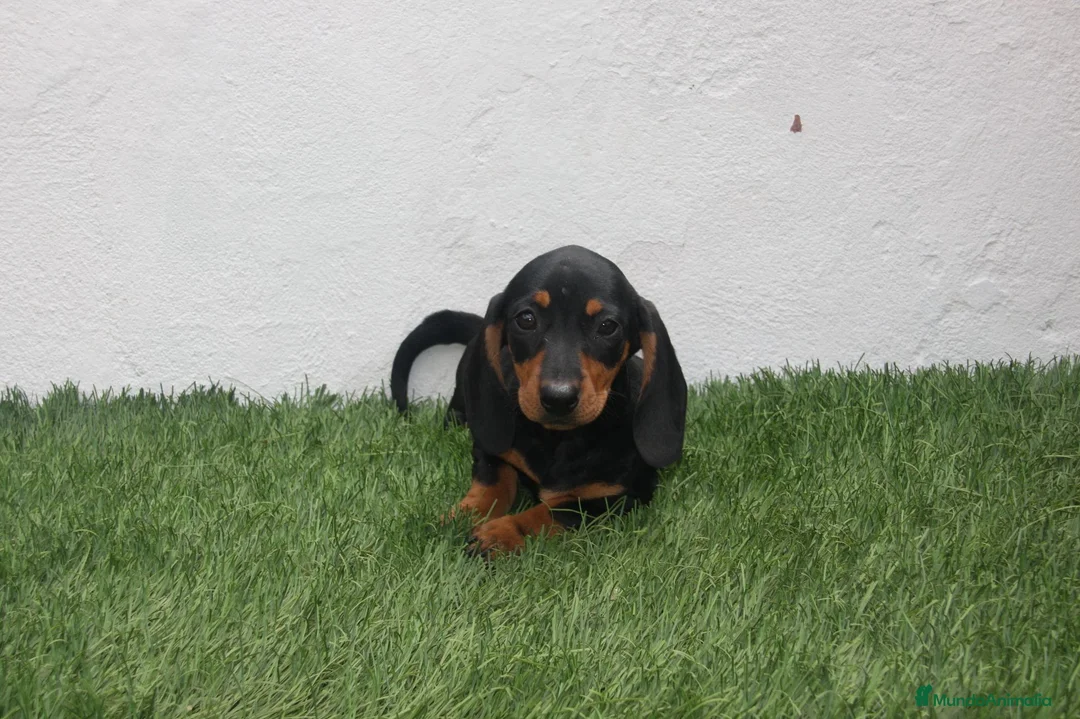 Teckel Miniatura perros en venta: Teckel miniatura  - Anuncio 2
