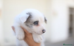 Border Collie perros en venta: Cachorros Border Collie  - Imagen 17