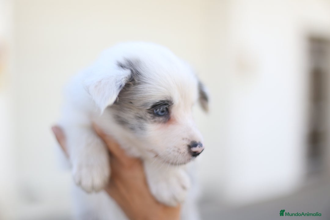 Border Collie perros en venta: Cachorros Border Collie  - Imagen 17