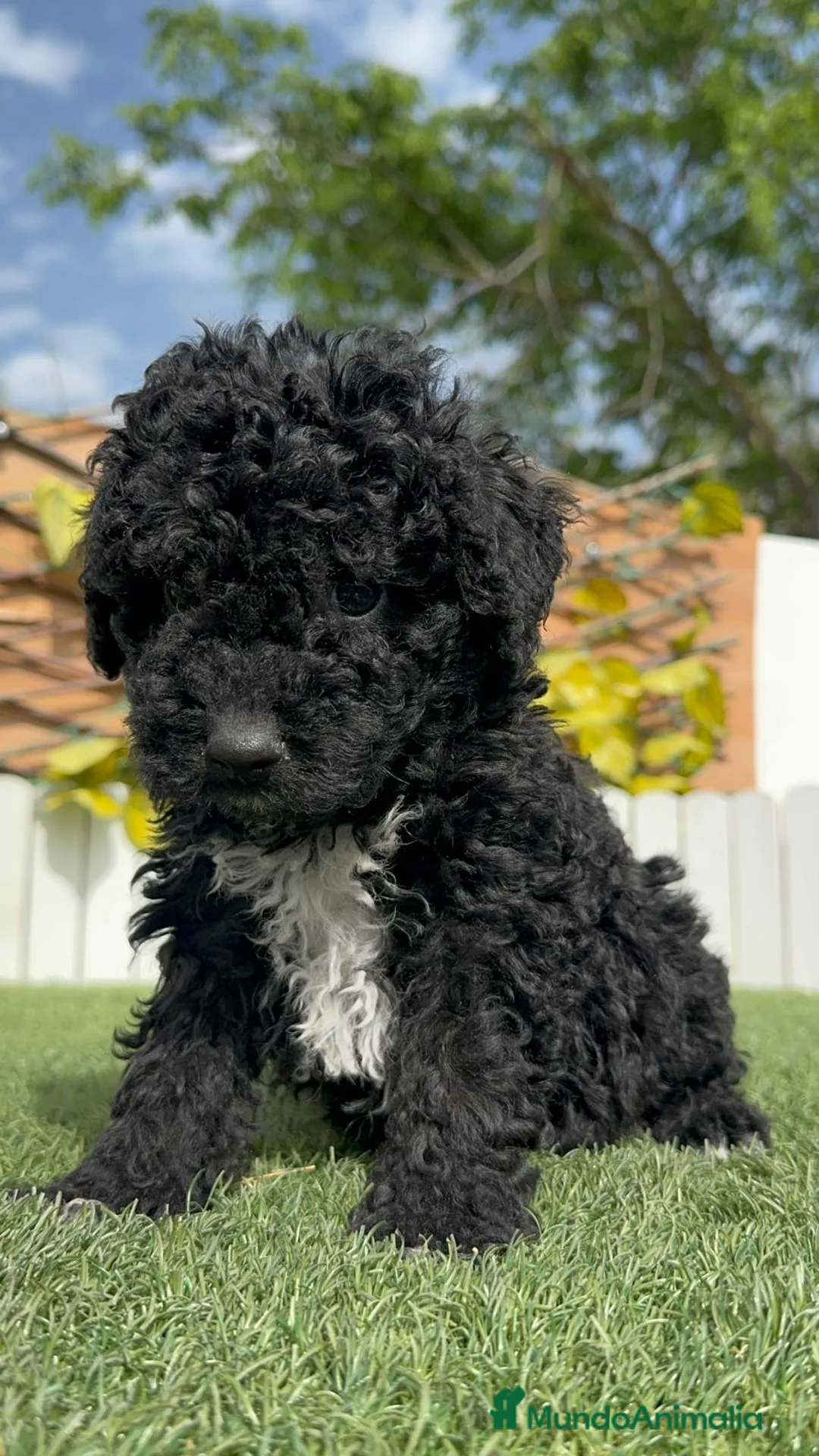 Perro de Agua Español perros en venta: PERRO DE AGUA ESPAÑOL - Anuncio 1