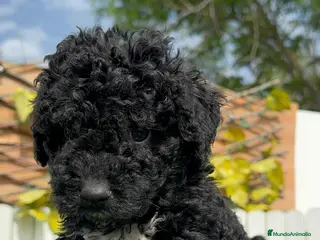 Perro de Agua Español perros PERRO DE AGUA ESPAÑOL - Anuncio 2