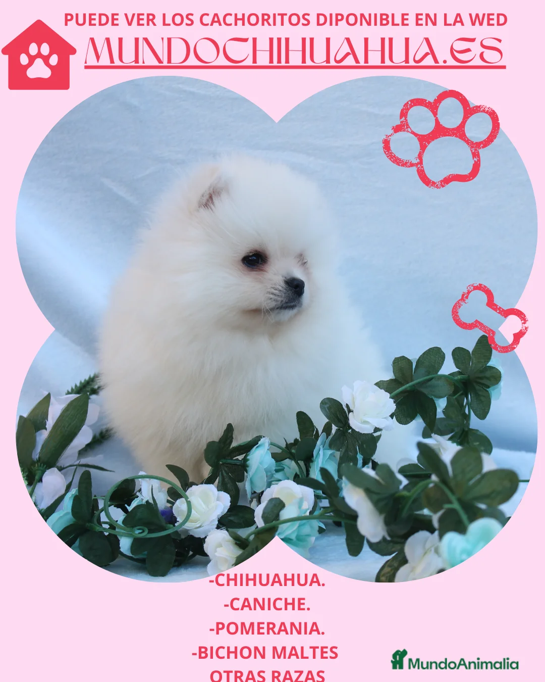 Pomerania perros en venta: preciosos pomeranias blancos  - Anuncio 2