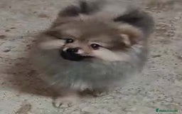 Pomerania perros en venta: PRECIOSO MACHITO CHIQUITIN DE POMERANIA - Imagen 1