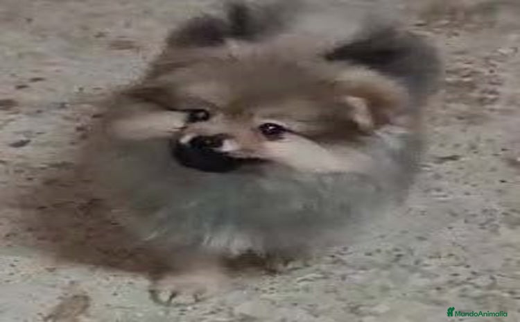 Pomerania perros - Anuncio 1