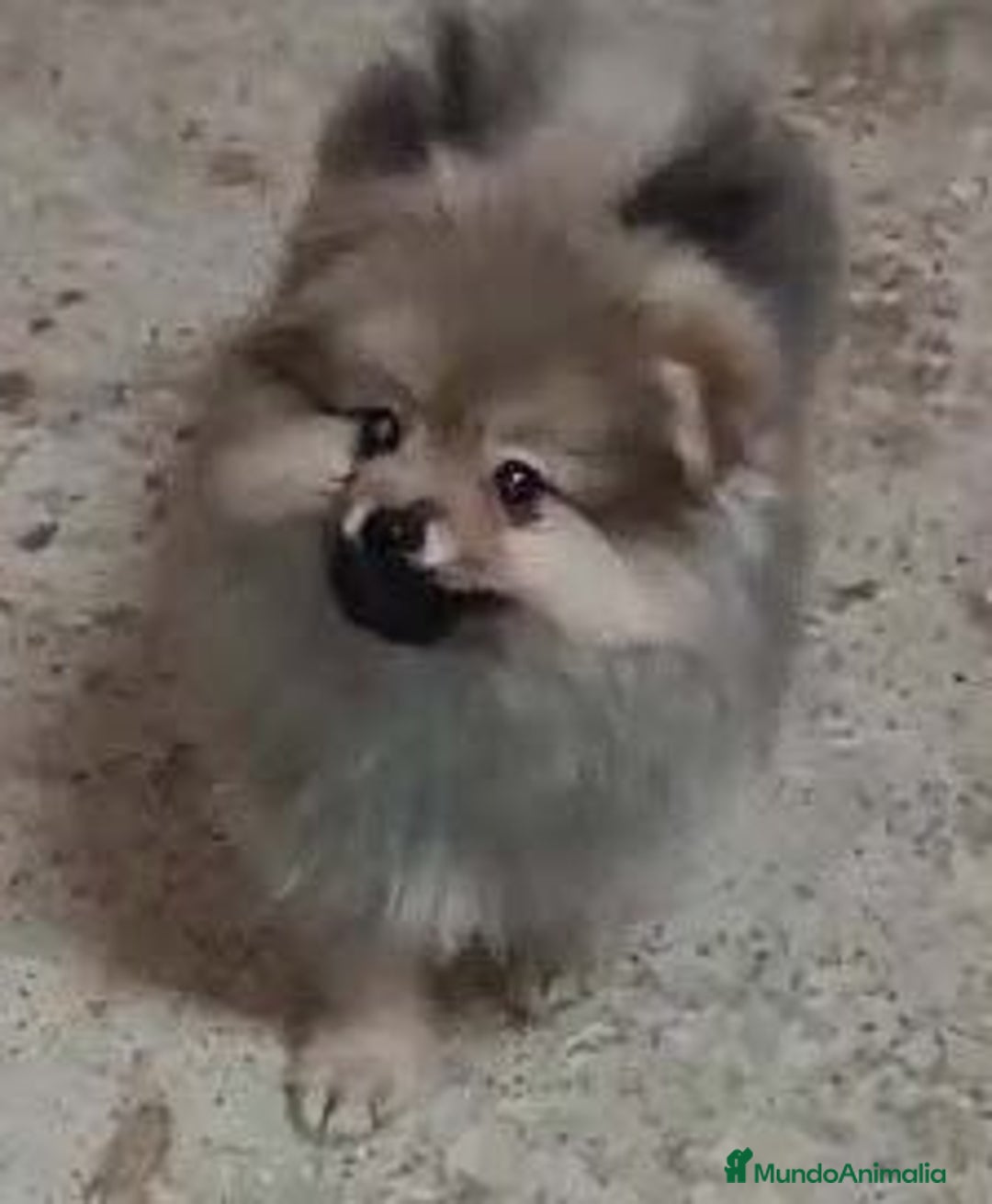 Pomerania perros en venta: PRECIOSO MACHITO CHIQUITIN DE POMERANIA - Imagen 1