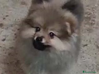 Pomerania perros - Anuncio 27